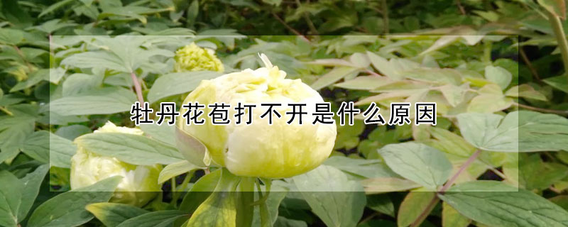 牡丹花苞打不開是什麼原因