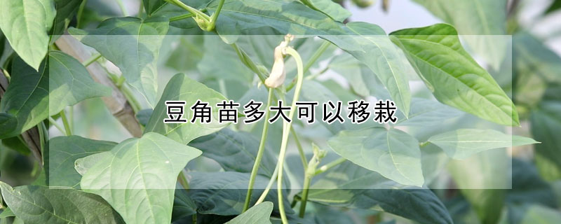 豆角苗多大可以移栽