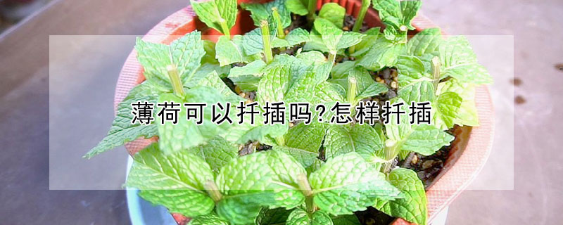 薄荷可以扡插嗎?怎樣扡插