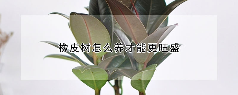 橡皮樹怎麼養才能更旺盛