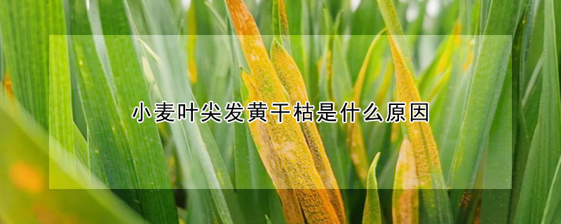 小麥葉尖發黃幹枯是什麼原因