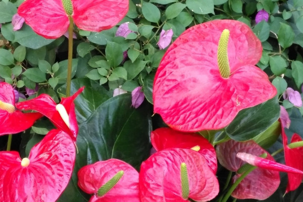 紅掌花怎麼養