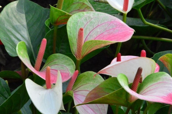 紅掌花怎麼養