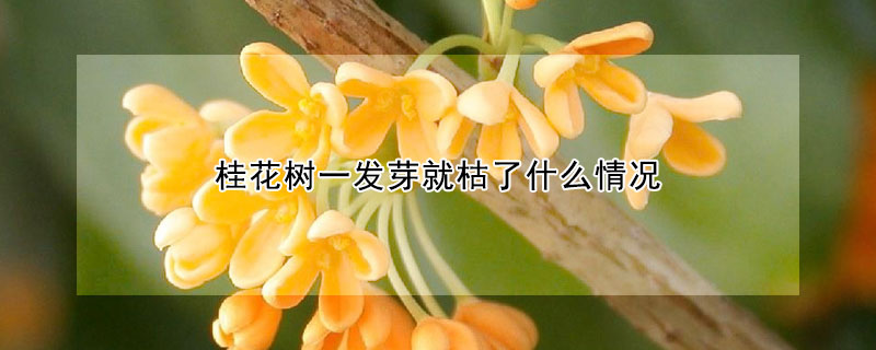 桂花樹一發芽就枯了什麼情況