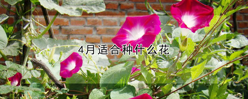 4月適合種什麼花