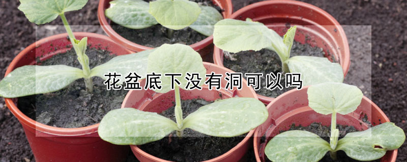 花盆底下沒有洞可以嗎