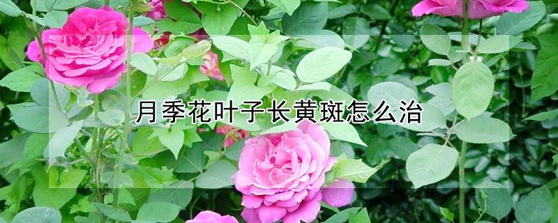 月季花葉子長黃斑怎麼治