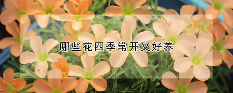 哪些花四季常開又好養