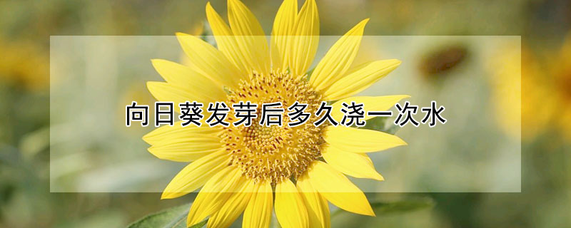 向日葵發芽後多久澆一次水