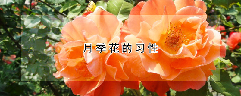 月季花的習性