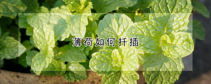 薄荷如何扡插