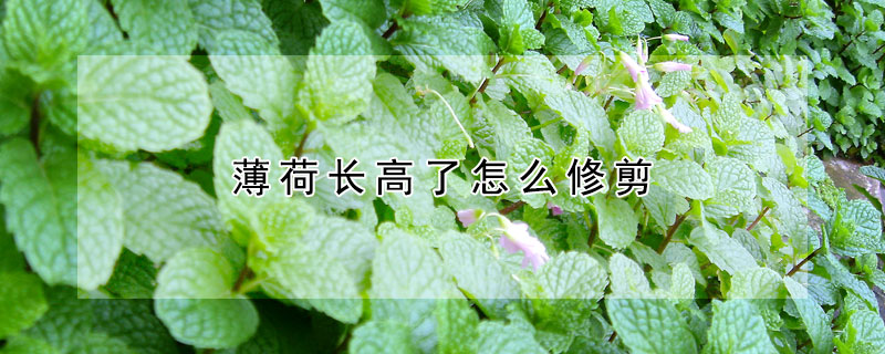 薄荷長高了怎麼修剪