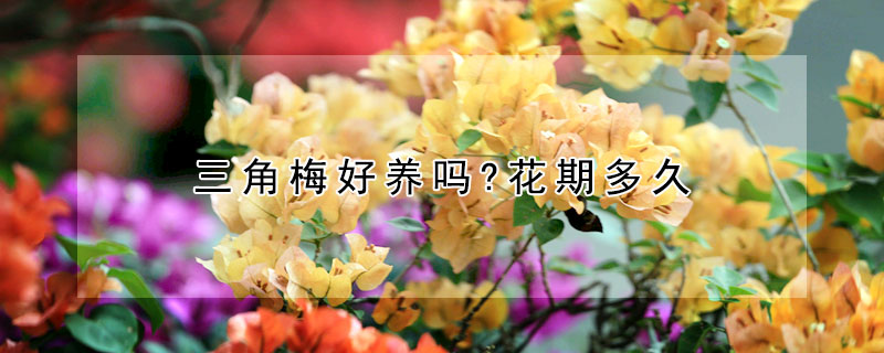 三角梅好養嗎?花期多久