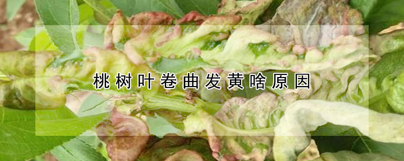 桃樹葉卷曲發黃啥原因