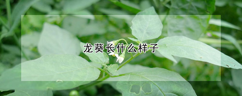 龍葵長什麼樣子