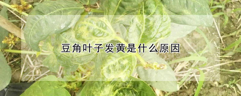 豆角葉子發黃是什麼原因