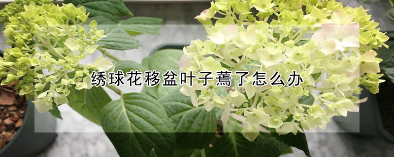 繡球花移盆葉子蔫了怎麼辦