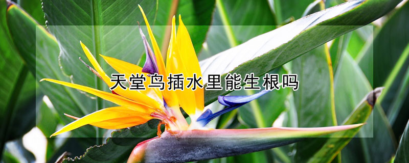 天堂鳥插水裏能生根嗎