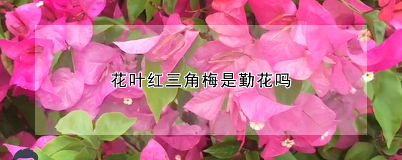 花葉紅三角梅是勤花嗎