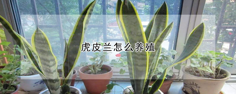 虎皮蘭怎麼養殖