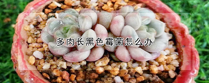 多肉長黑色黴菌怎麼辦