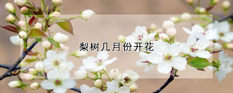 梨樹幾月份開花