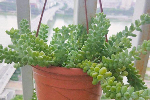 多肉植物爛根怎麼辦