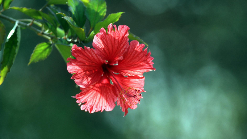 扶桑花怎麼養