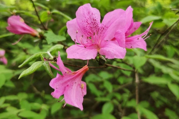 杜鵑花掉葉子怎麼辦