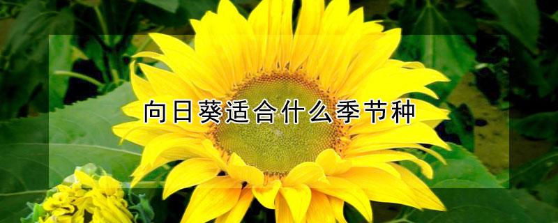 向日葵適合什麼季節種