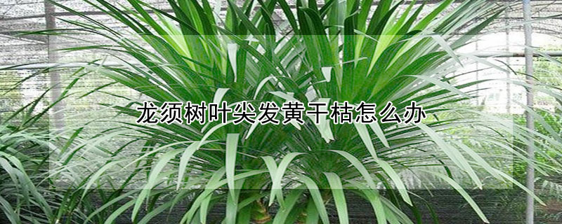 龍須樹葉尖發黃幹枯怎麼辦