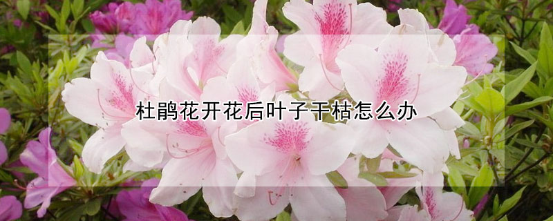 杜鵑花開花後葉子幹枯怎麼辦