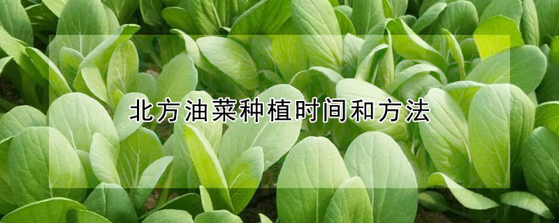 北方油菜種植時間和方法