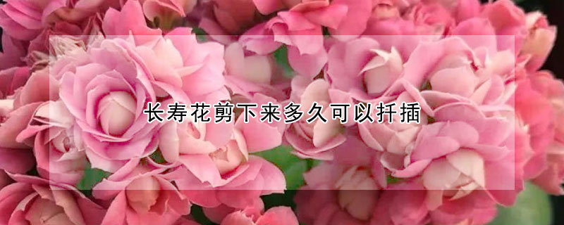 長壽花剪下來多久可以扡插