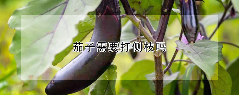 茄子需要打側枝嗎