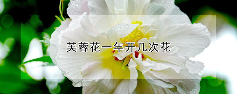 芙蓉花一年開幾次花