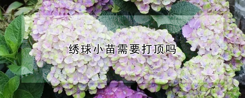 繡球小苗需要打頂嗎