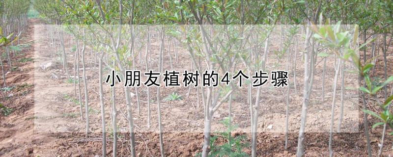 小朋友植樹的4個步驟