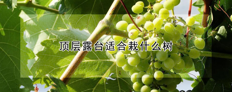 頂層露台適合栽什麼樹