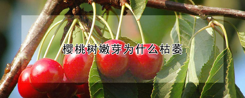 櫻桃樹嫩芽為什麼枯萎