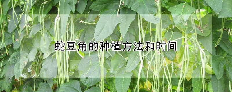 蛇豆角的種植方法和時間