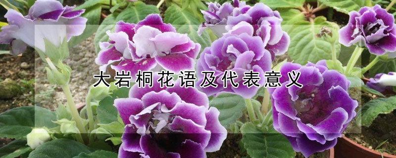 大岩桐花語及代表意義