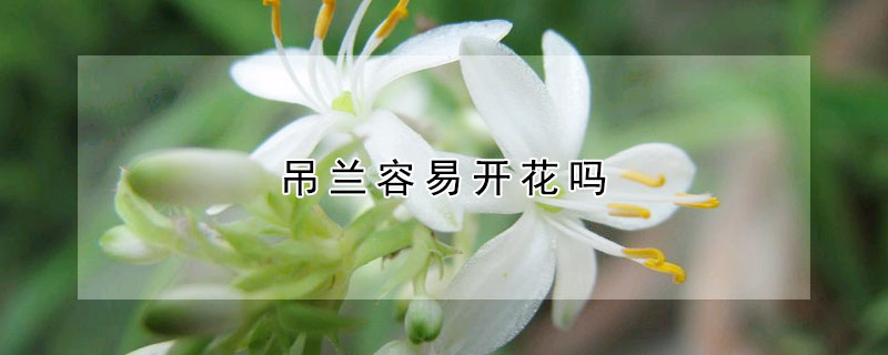 吊蘭容易開花嗎