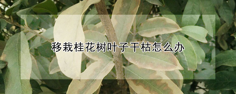 移栽桂花樹葉子幹枯怎麼辦