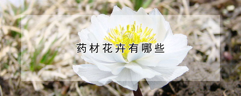 藥材花卉有哪些