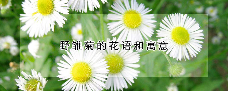 野雛菊的花語和寓意