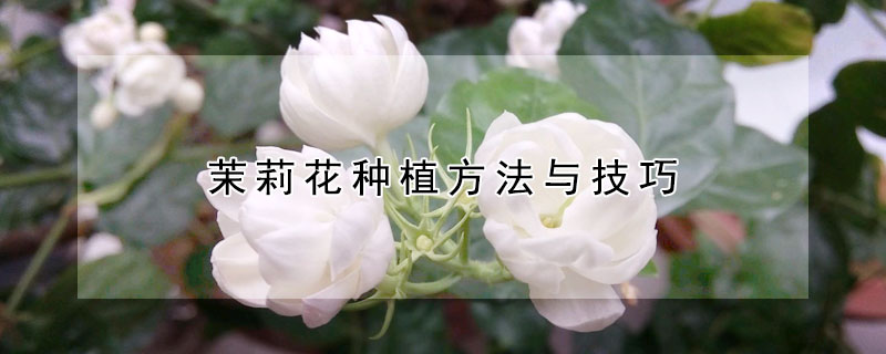 茉莉花種植方法與技巧