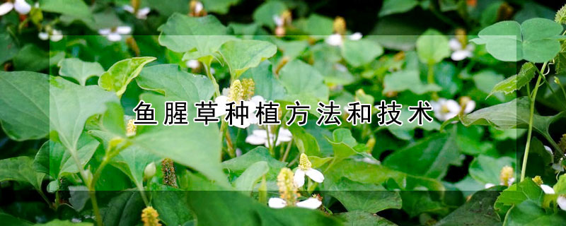 魚腥草種植方法和技術