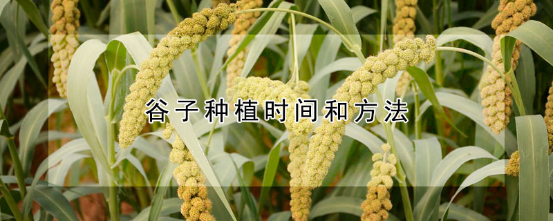 穀子種植時間和方法