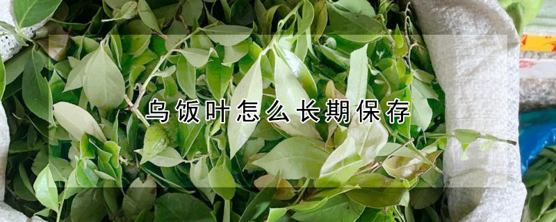 烏飯葉怎麼長期保存